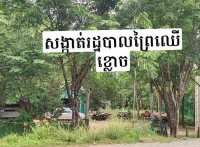 មេឈ្មួញឈើឈ្មោះធន់ កំពុងមមាញឹក ដឹកជញ្ជូនឈើពី ស្រុកឱរ៉ាលល់ ចូលស្រុកថ្ពងបាន ដោយឃុបឃិតជាមួយមេព្រៃ